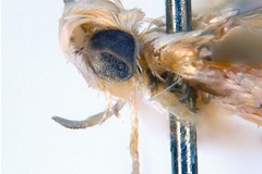 Dondavisia digitata