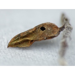 /filer/webapps/moths_gc/media/images/B/berberidella_Phyllonorycter_parasitoid2_Nunes-etal_2026_144.jpg