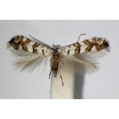 /filer/webapps/moths_gc/media/images/A/acerifoliella_Phyllonorycter_A_ZSM.jpg