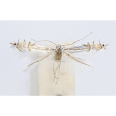 /filer/webapps/moths_gc/media/images/A/asiatica_Phyllocnistis_A1_Voith-etal_2023_16.jpg