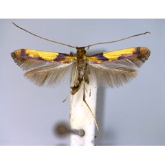 /filer/webapps/moths_gc/media/images/B/braccatella_Caloptilia_A_EIHU.jpg