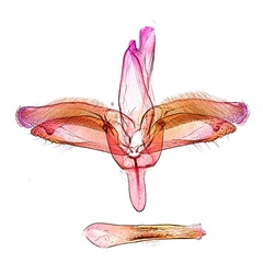 /filer/webapps/moths_gc/media/images/P/philippa_Epicephala_PT3_GM_ANIC.jpg