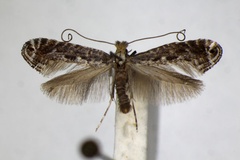 Parornix torquillella