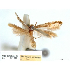 /filer/webapps/moths_gc/media/images/T/trigonophora_Epicephala_PLT2_ANIC.jpg