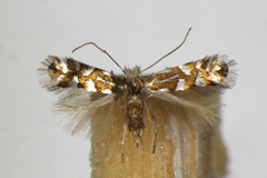 Phyllonorycter quinqueguttella