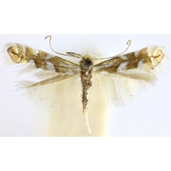 /filer/webapps/moths_gc/media/images/A/alnicolella_Phyllonorycter_ST_Eiseman-et-Davis_2020_212.jpg