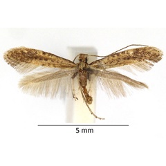 /filer/webapps/moths_gc/media/images/L/limosella_Sabulopteryx_RBINS_01.jpg