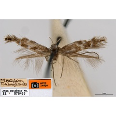 /filer/webapps/moths_gc/media/images/A/acares_Aristaea_ST6_ANIC.jpg