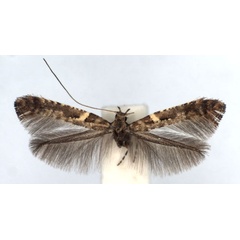 /filer/webapps/moths_gc/media/images/J/jurateae_Caloptilia_A_WJDP_02.jpg