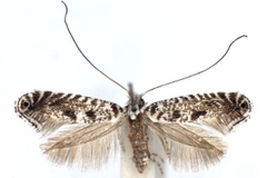 Parornix ampliatella
