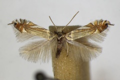 Phyllonorycter scitulella