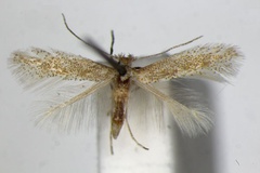 Phyllonorycter bartolomella