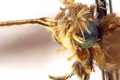 Diphtheroptila nix