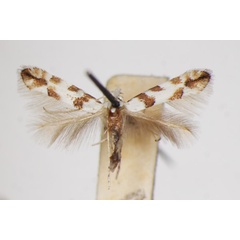 /filer/webapps/moths_gc/media/images/C/chiclanella_Phyllonorycter_A_ZSM.jpg