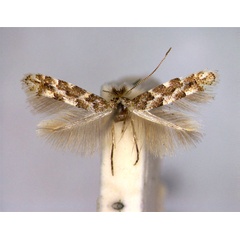 /filer/webapps/moths_gc/media/images/P/populifoliella_Phyllonorycter_A_EIHU.jpg