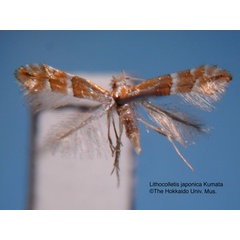 /filer/webapps/moths_gc/media/images/J/japonica_Phyllonorycter_HT_EIHU.jpg