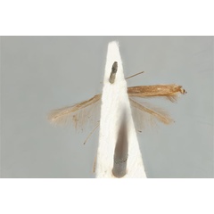 /filer/webapps/moths_gc/media/images/P/parallela_Acrocercops_ST_ANIC31-087278_ventral.jpg