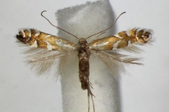 Phyllonorycter junoniella