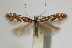 Phyllonorycter cydoniella