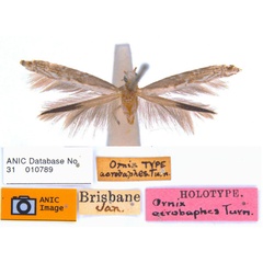 /filer/webapps/moths_gc/media/images/A/acrobaphes_Epicephala_HT_ANIC.jpg