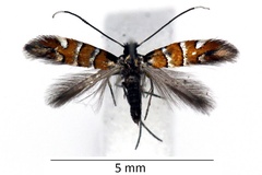 Phyllonorycter schreberella