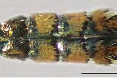 Chrysaster ostensackenella
