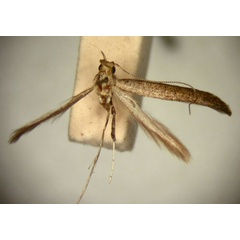 /filer/webapps/moths_gc/media/images/C/corrugata_Caloptilia_HT_TMSA329.jpg