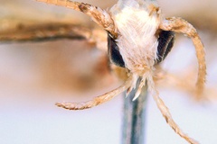 Dondavisia digitata
