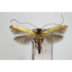 /filer/webapps/moths_gc/media/images/A/ariana_heliciae_Caloptilia_A_ZSM_2.jpg