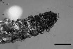 Phyllonorycter inopinata