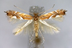 Phyllonorycter endryella