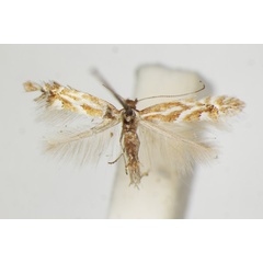 /filer/webapps/moths_gc/media/images/S/scopariella_Phyllonorycter_A_ZSM_4.jpg