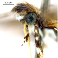 /filer/webapps/moths_gc/media/images/D/desmodiella_Liocrobyla_M2_head2_ANIC.jpg