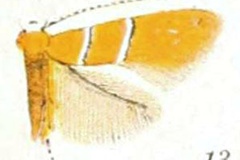 Cameraria tubiferella