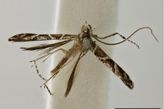 Acrocercops obversa
