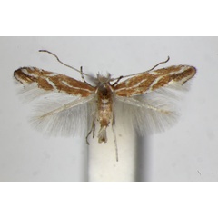 /filer/webapps/moths_gc/media/images/C/corylifoliella_Phyllonorycter_A_ZSM.jpg