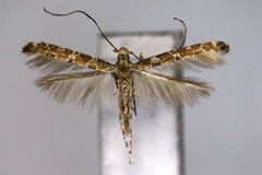 Gibbovalva civica