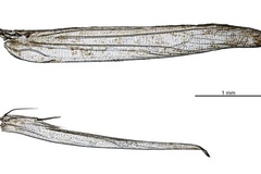 Conopomorpha litchiella