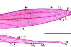 Phyllocnistis podocarpa
