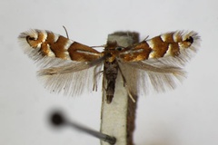 Phyllonorycter ulmifoliella