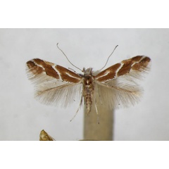 /filer/webapps/moths_gc/media/images/M/millierella_Phyllonorycter_A_ZSM_2.jpg