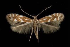 Phyllonorycter spinicolella
