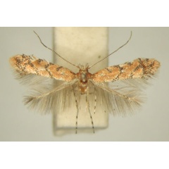 /filer/webapps/moths_gc/media/images/M/melanosparta_Phyllonorycter_MT_TMSA7347.jpg