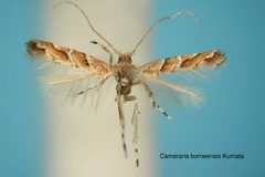 Cameraria borneensis