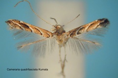 Cameraria quadrifasciata