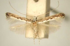 Stomphastis dodonaeae