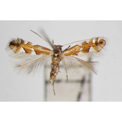 /filer/webapps/moths_gc/media/images/S/sorbicola_Phyllonorycter_A_ZSM.jpg