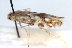 Phyllonorycter populicola