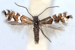 Phyllonorycter anderidae