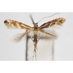 /filer/webapps/moths_gc/media/images/L/lyoniae_Phyllonorycter_A_ZSM_2.jpg